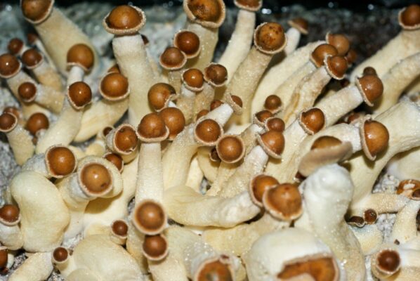 Penis envy mushrooms